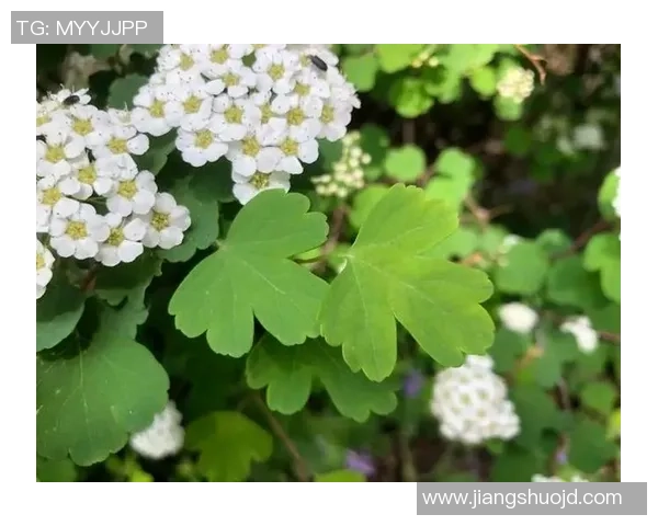 pg赏金船长游戏攻略-PG赏金船长游戏攻略大全-pg赏金船长游戏攻略 pg赏金船长游戏攻略-PG赏金船长游戏攻略大全-pg赏金船长游戏攻略